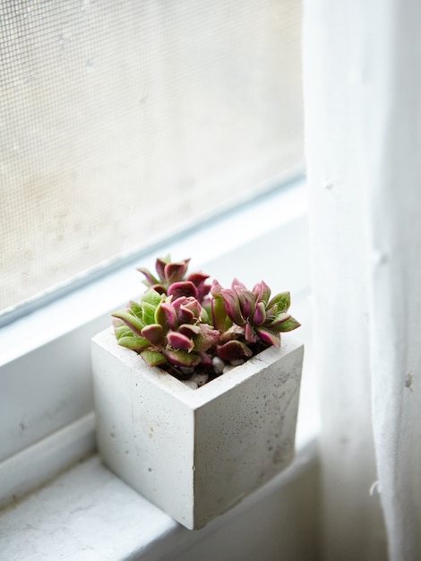 Free photo houseplant in a concrete flowerpot on a window sill inside a room