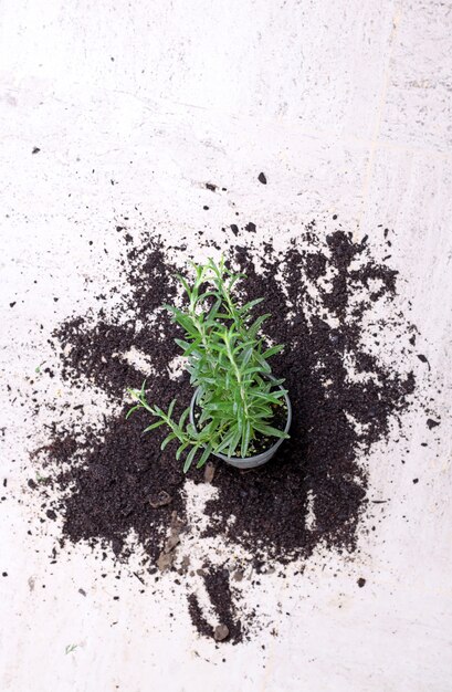 Houseplant fallen on a white surface surrounded by spilled soil