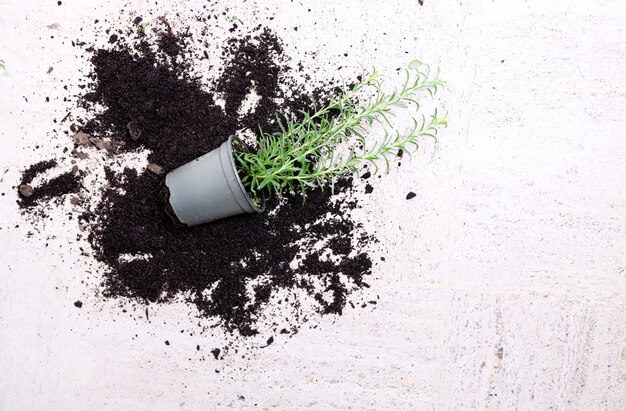 Houseplant fallen on a white surface surrounded by spilled soil