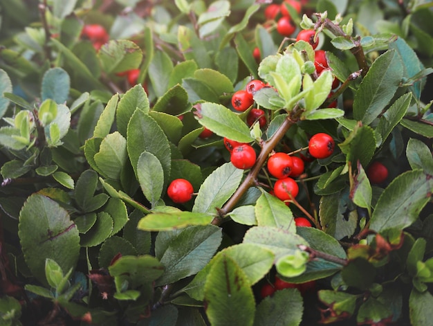 Houseplant Natural Floral Foliage Decoration