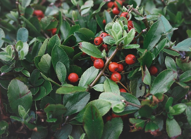 Foto gratuita decorazione di fogliame floreale naturale houseplant