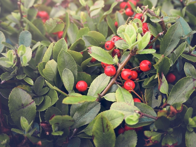 Houseplant Natural Floral Foliage Decoration