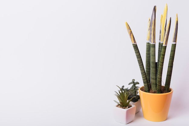 Houseplant in pots against white background