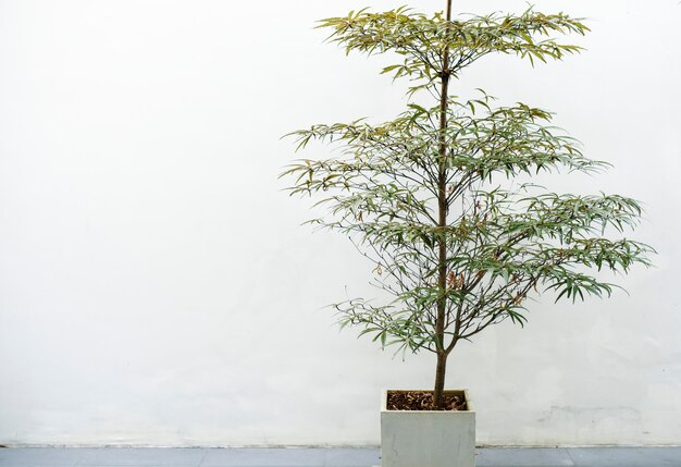 Houseplant in a white pot