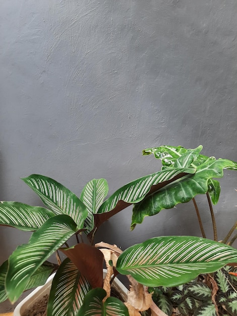Комнатное растение с серым фоном