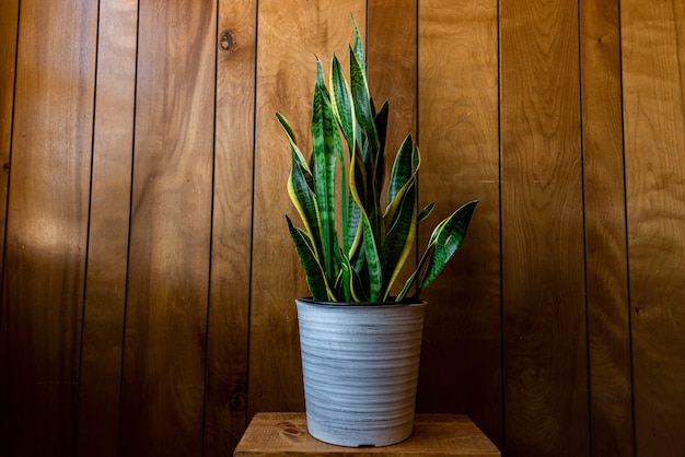Бесплатное фото Комнатное растение с длинными листьями в горшке у деревянной стены под светом