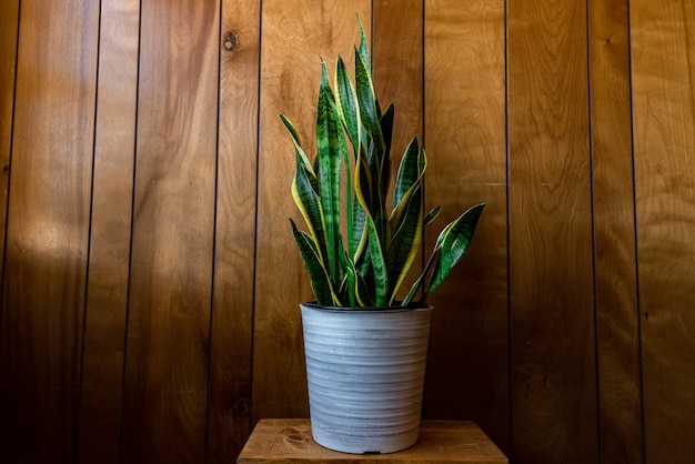 ライトの下の木製の壁に鍋に長い葉を持つ観葉植物