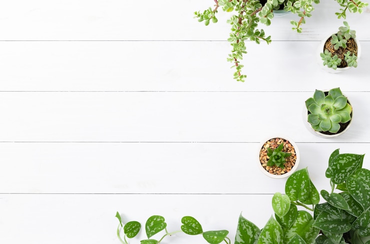 Free Photo houseplants border in wooden white background