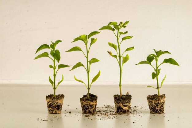 Houseplants growing next to each other in a room