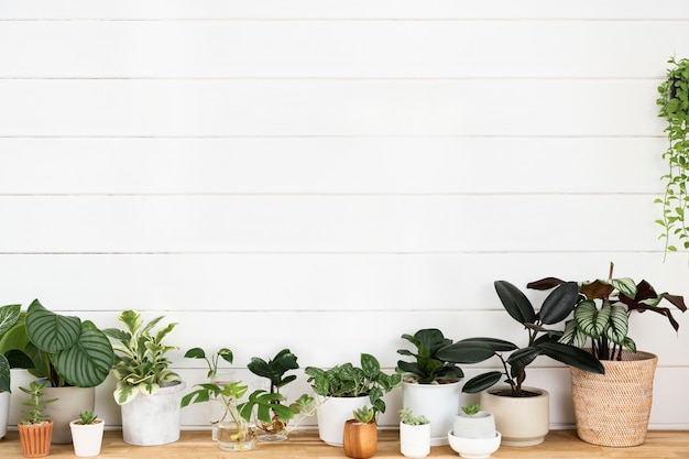 Free photo houseplants with blank white wooden wall