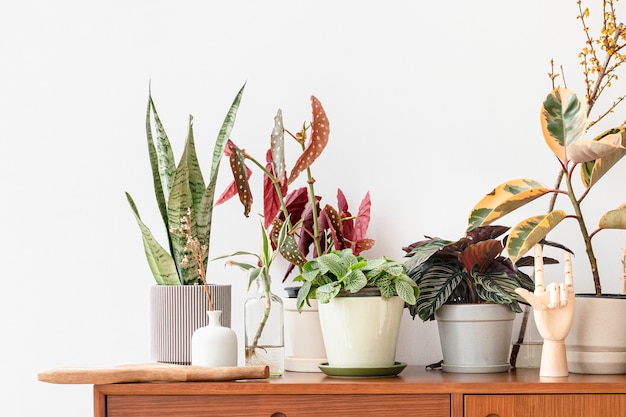 Free photo houseplants on a wooden cabinet