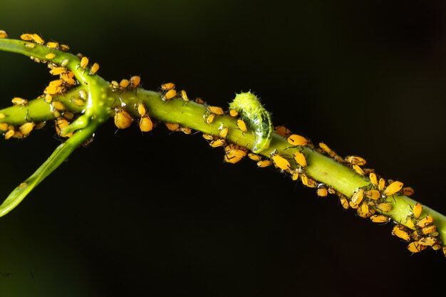 호버 비행 Syrphidae, 애벌레는 진딧물 Aphis nerii에 먹이입니다.