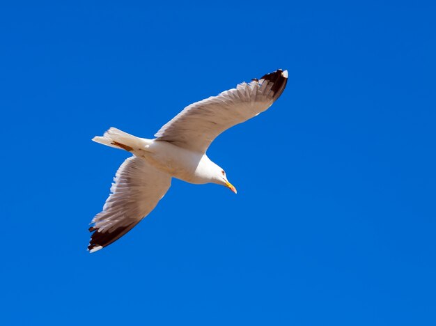 Hovering seagull