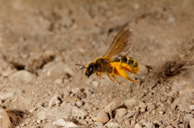 Парящая в воздухе пчела Lasioglossum sp. Мальта