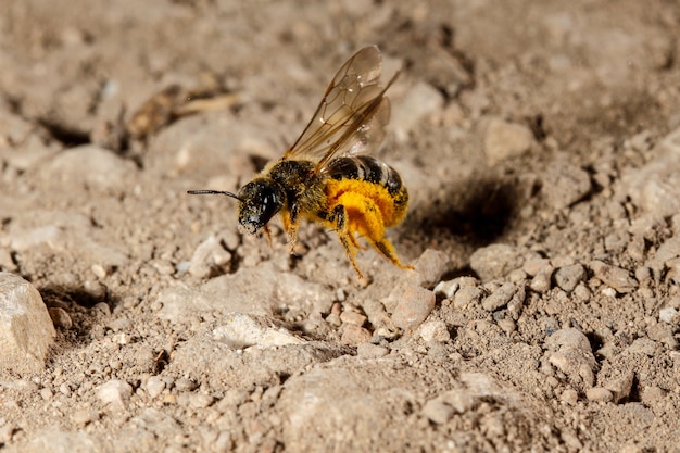 Парящая в воздухе пчела Lasioglossum sp., Мальта