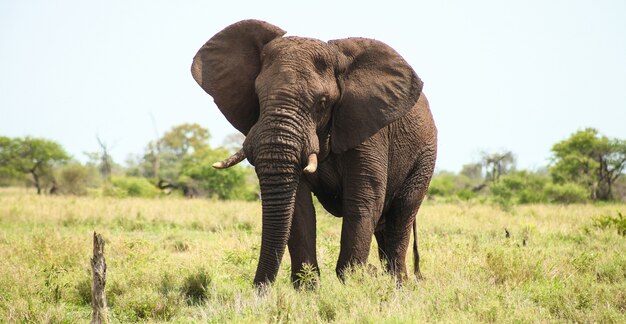 南アフリカのサファリにいる巨大なアフリカゾウ