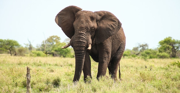 南アフリカのサファリにいる巨大なアフリカゾウ