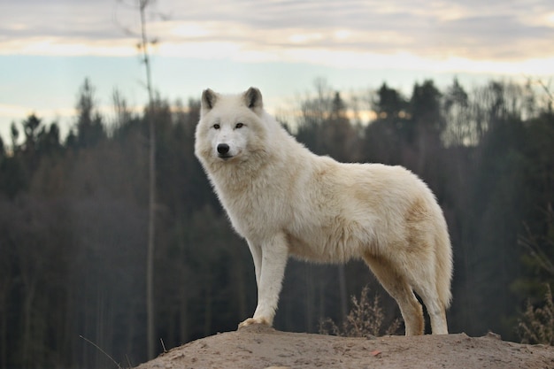 Huge arctic male wolf very close up