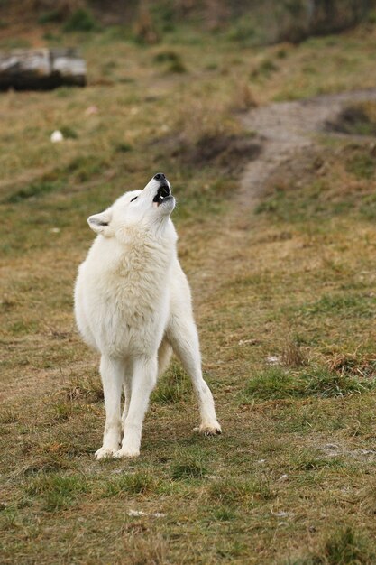 Огромный арктический волк-самец очень крупным планом