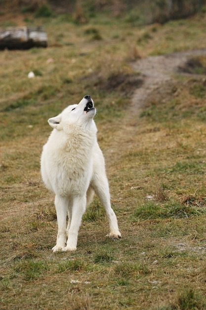 Huge arctic male wolf very close up