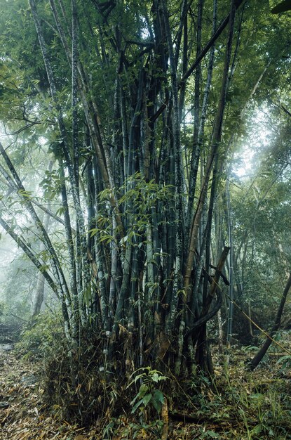 огромный бамбуковый лес в Таиланде
