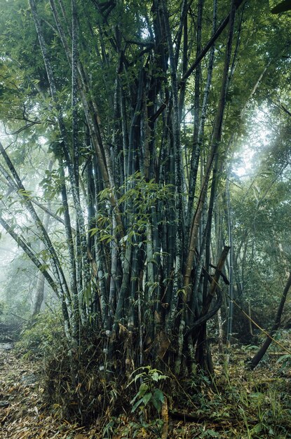 huge bamboo forest in Thailand