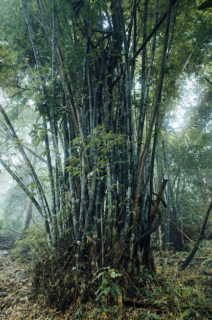 タイの巨大な竹林