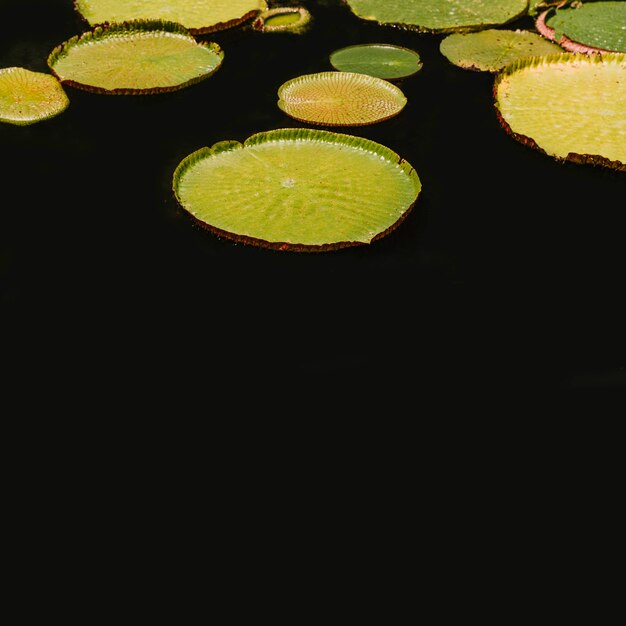 Huge floating water lily