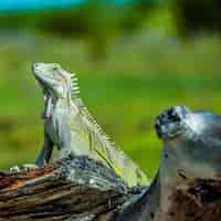 Free photo huge green lizard on a log in a field