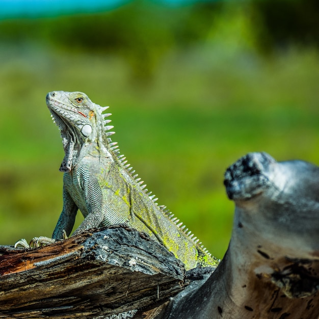 Huge green lizard on a log in a field