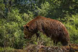 Foto gratuita enormi grizzly passeggiano lungo un costone roccioso con la testa bassa e la bocca aperta. superficie morbida. i dettagli di pelliccia e orso sono nitidi