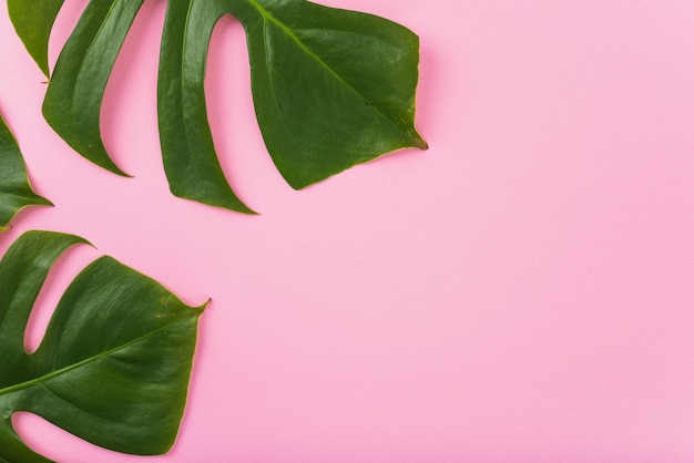 Huge leaves of Monstera