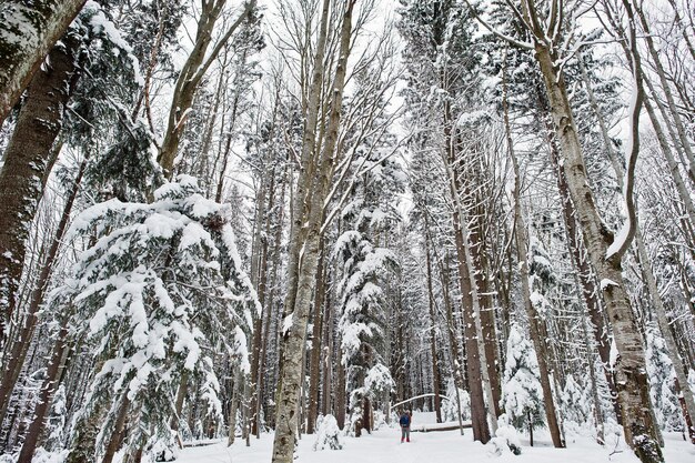 雪に覆われた広大な松林雄大な冬の風景