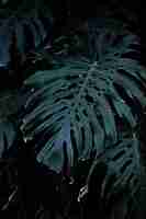 Free photo huge plant leaves in garden