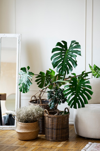 Huge potted monstera plant in room