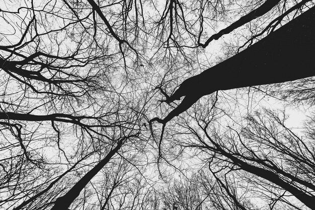 Huge trees in the forest with a gloomy sky