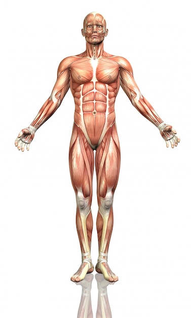 Il rendering 3d di una figura maschile con una mappa dettagliata del muscolo