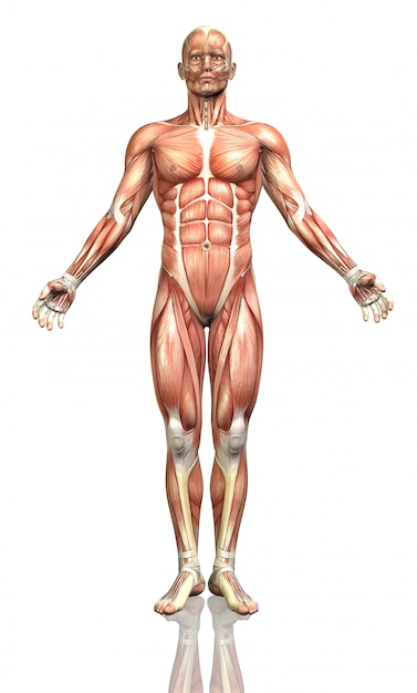 Human body, frontal