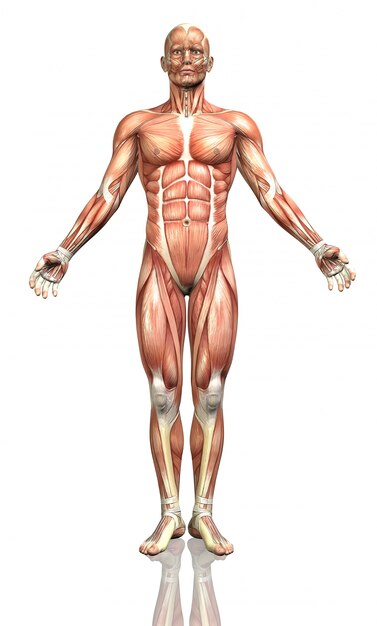 Human body, frontal