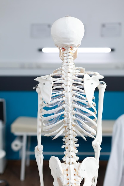 Human body skeleton standing in empty hospital office with nobody in it during osteopathy consultation used as medical equipment. Back shot of anatomical structure. Health care support services