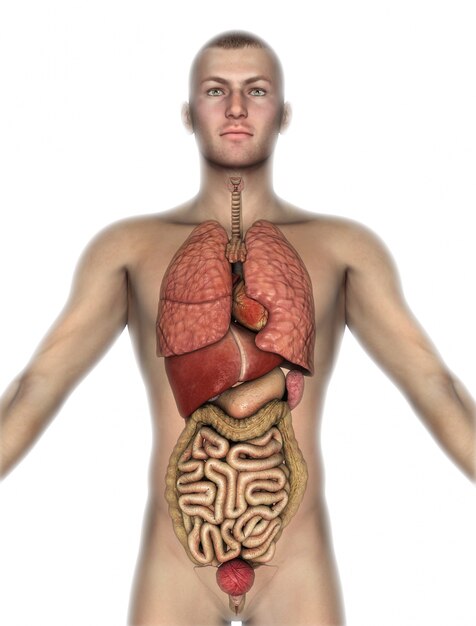 The human body