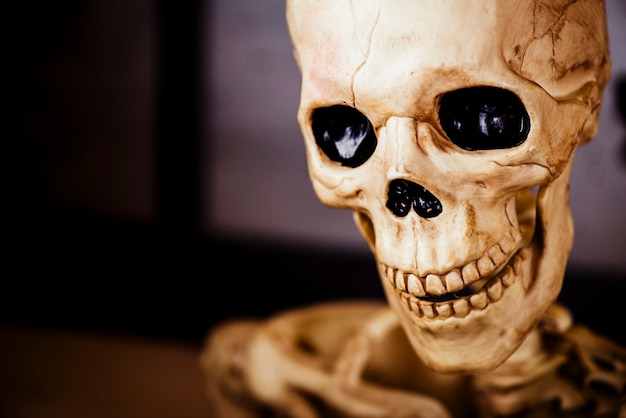 Human decorative skull in close-up