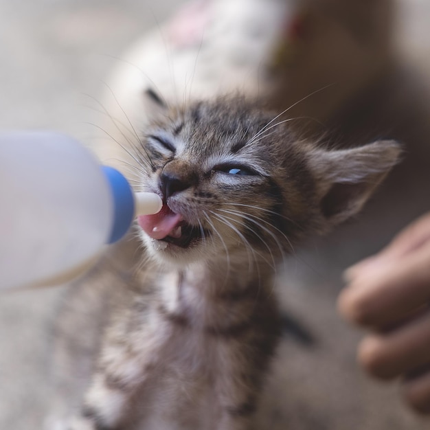 Human feeding milk for adorable little baby kitten