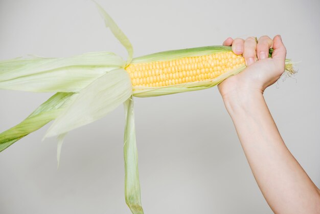 Human hand holding corn cob on white background