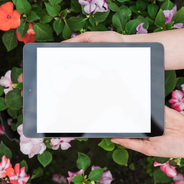 Human hand holding digital tablet with blank white screen over fresh flowers