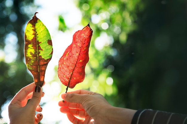 Human hand holding fallen leave in the woods