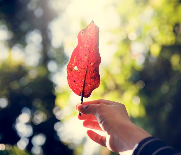 Human hand holding fallen leave in the woods