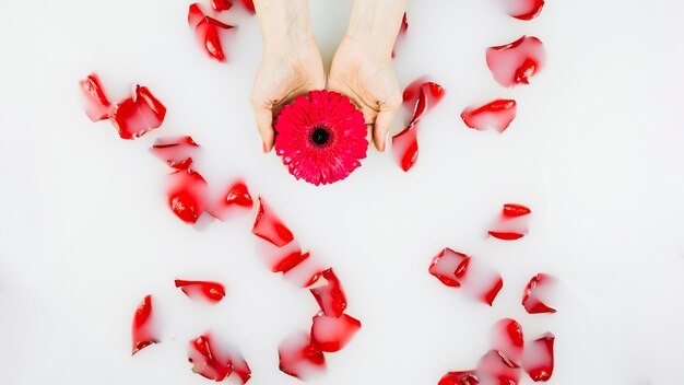 Human hand holding flower over petals floating on water