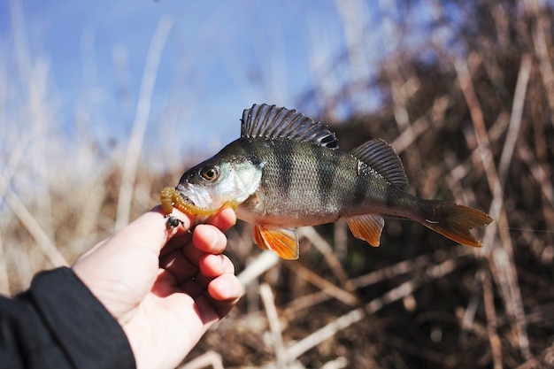 新鮮な魚を捕まえる人間の手