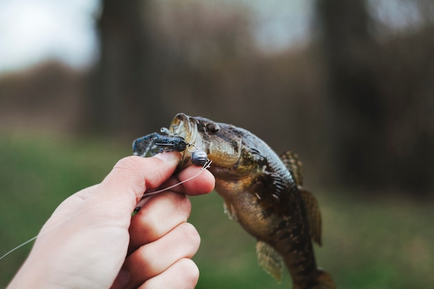 Human hand holding fresh fish